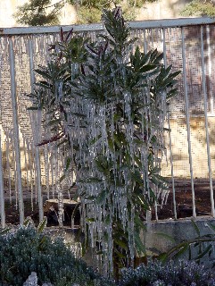 Freezing Garden