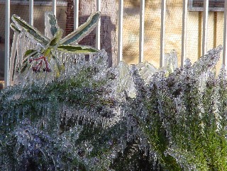 Freezing Garden 2