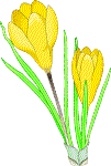 Crocus Flower