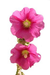 Lebanese Wild Flower
