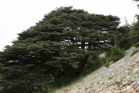 Cedar Forest in Barook