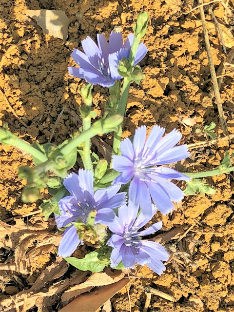 Wild Flowers from JLSS