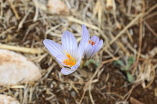 JLSS Wild Flower