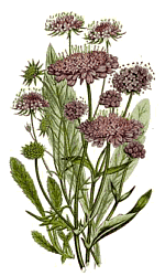 wild flower